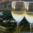 Вино Піно Гріджіо: особливості, види, культура вживання