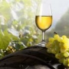 Рислінг – вино з нордичним характером