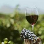 Вина із винограду Мерло (Merlot) – скромна чарівність класики